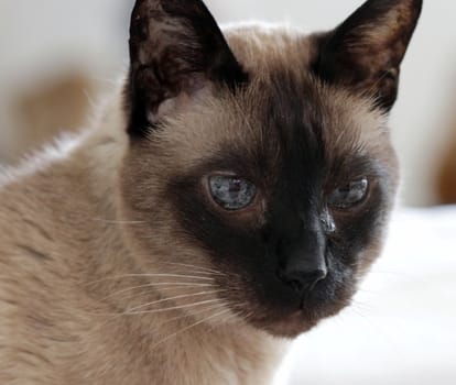 Portrait of a seal-point siamese cat with green eyes