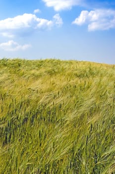 Close up view on wheat field with blue sky.