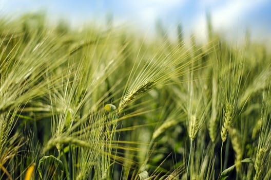 Close up view on wheat field with blue sky.