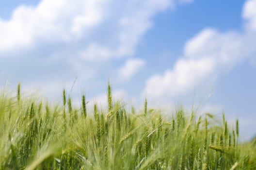 Young wheat straws with blue sky in background.