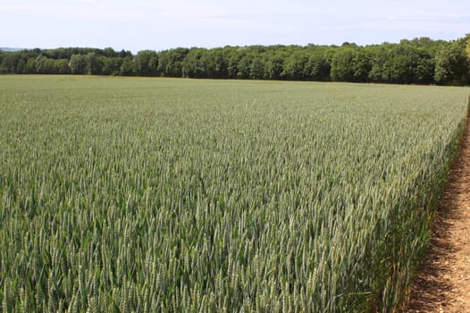 a field of wheat for a natural and organic grain farming