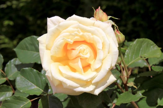 Macro of a yellow rose with a blurred background