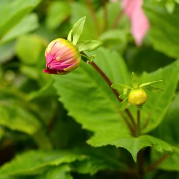 An Unopened Dahlia Flower In The Spring