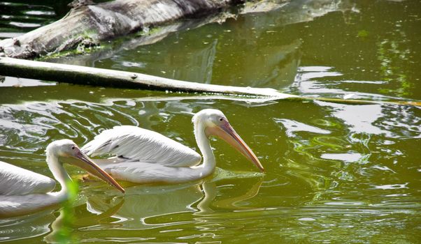 Pelicans floating on the lake on a sunny warm day.