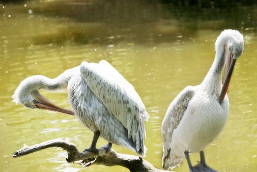 Pair of pelicans on a log in a lake on a sunny day.