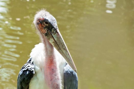 Marabou stork on a background of the river close-up.