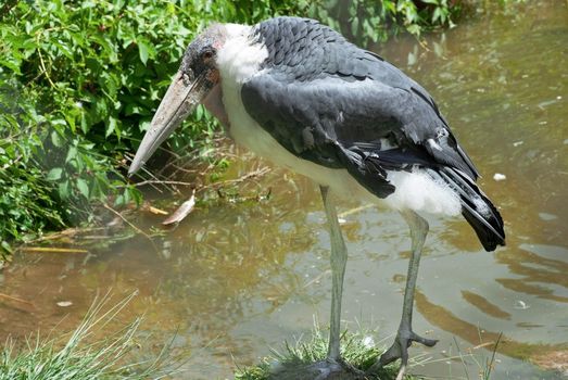 Marabou stork with a damaged wing on the banks of the river.