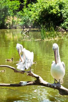 Pelicans on a wooden beam in the lake.