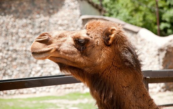 Camel close-up outdoors. Camel head close up.