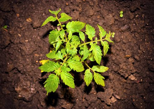 Ecological green plant growing in the ground in the garden.