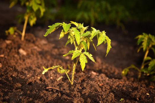 Ecological green plant growing in the ground in the garden.