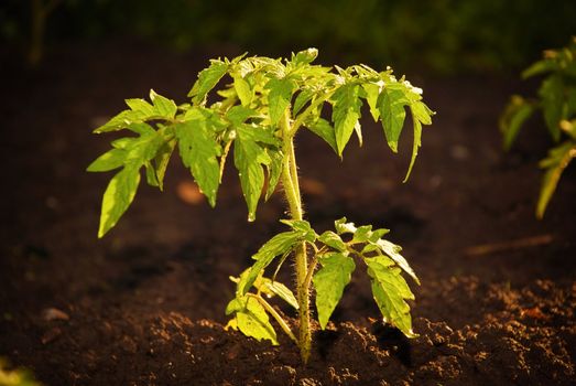 Ecological green plant growing in the ground in the garden.