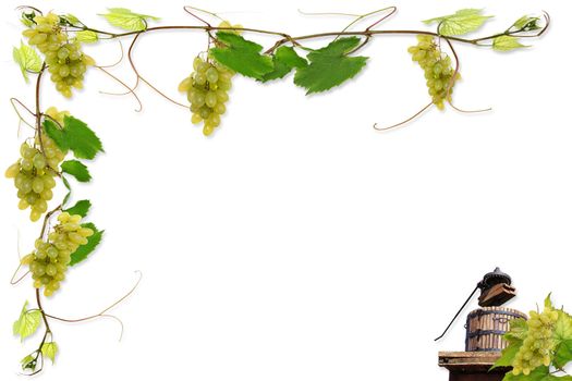 vine leaves and grapes for wine in a fast food