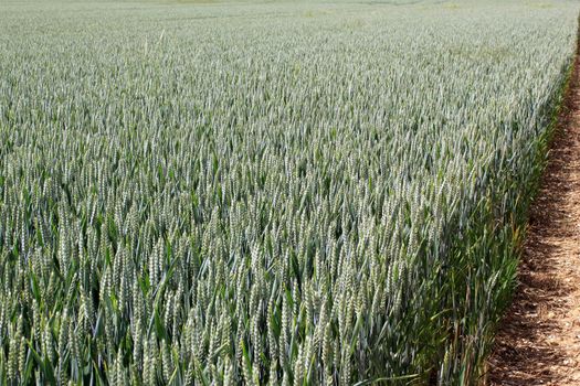 a field of wheat for a natural and organic grain farming