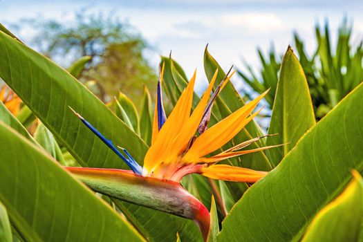 Strelitzia Reginae, a bird of paradise