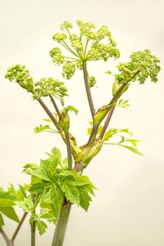 Angelica medicine plant and food