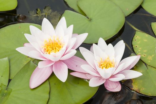 Water lily flowers with green leaves on pond surface