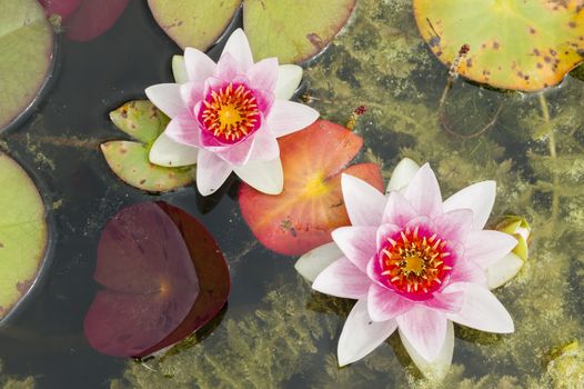 Water lily flowers with green leaves on pond surface