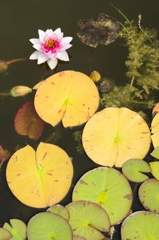 Water lily flowers with green leaves on pond surface