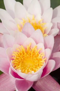 Water lily flowers with green leaves on pond surface