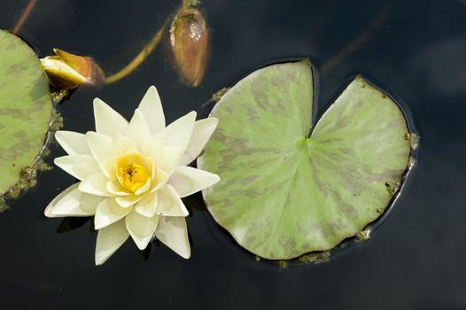 Water lily flowers with green leaves on pond surface