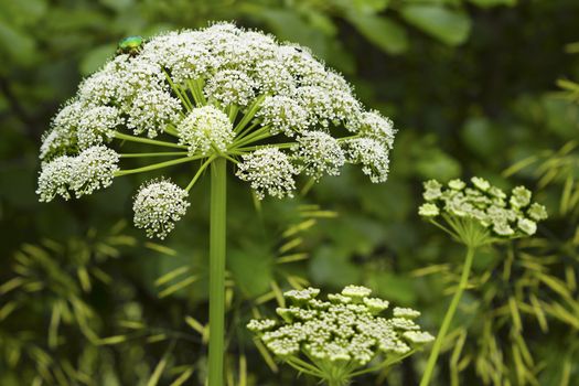 Cuddly inflorescence umbrella plant in mid-June