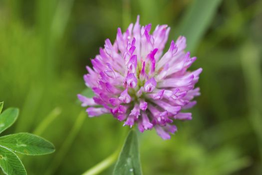 Bright head clover on a green meadow