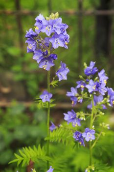 Plant Jacob's Ladder in the middle of June blossom