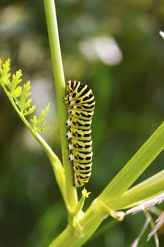 Swallowtail caterpillar crawling on the plant stem