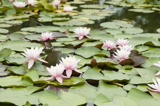 Water lily flowers with green leaves on pond surface