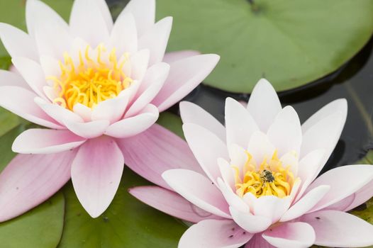 Water lily flowers with green leaves on pond surface