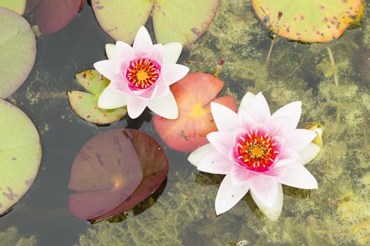 Water lily flowers with green leaves on pond surface