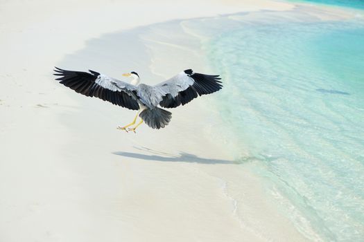 Heron at the beach on Maldivian island