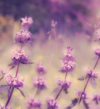 Beautiful flowers in the lavender field.