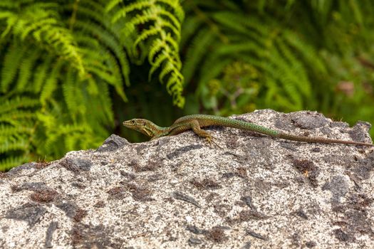 Madeira lizard (Teira dugesii) sitting on a rock, fern in background
