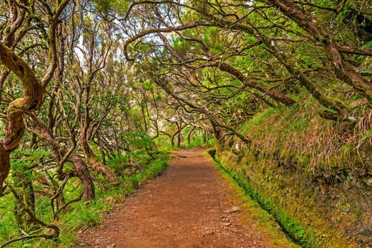 Irrigation canal "levada" in magical forest, Madeira Island, Portugal