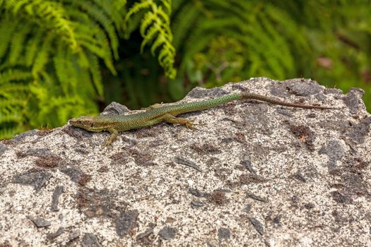 Madeira lizard (Teira dugesii) sitting on a rock, fern in background