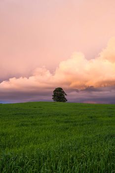 On the barley field before storm