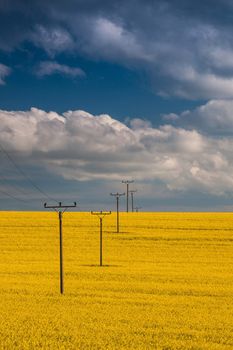 Flowers of oil in rapeseed field with high voltage power lines