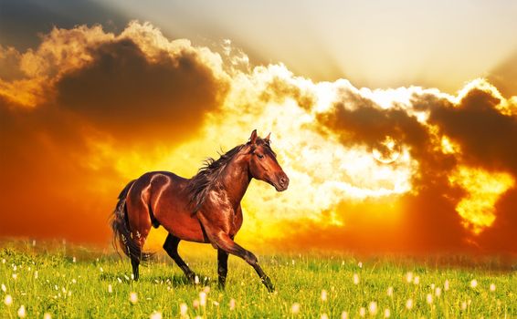 bay horse skips on a meadow against a sunset