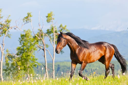 Arab racer runs on a green summer meadow