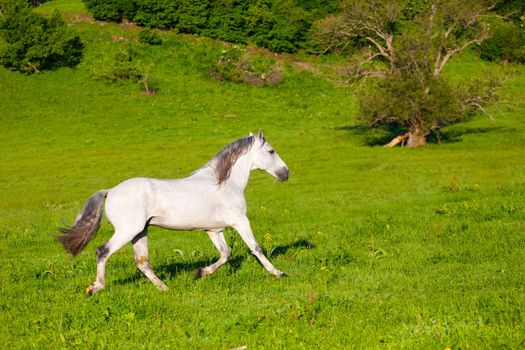 Gray Arab horse gallops on a green meadow