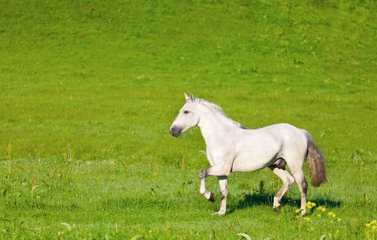 Gray Arab horse gallops on a green meadow