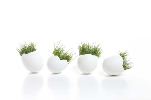 Four white egss with grass on a white background.
