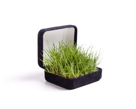 Bright green grasses pop out of a black jewelry box.