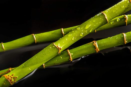 Beautiful fresh green bamboo lying in water with cool drops