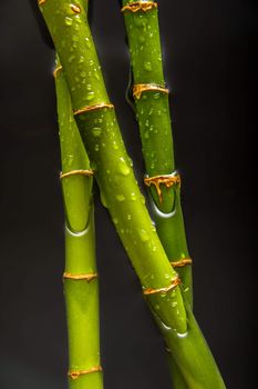 Beautiful fresh green bamboo lying in water with glossy drops