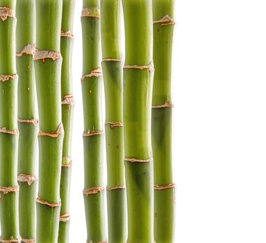 Beautiful fresh green bamboo background