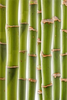 Beautiful fresh green bamboo background