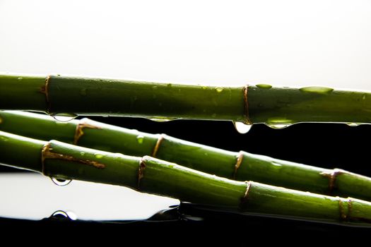 Beautiful fresh green bamboo lying in water with falling drops